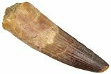 Fossil Spinosaurus Tooth - Real Dinosaur Tooth #373916-1